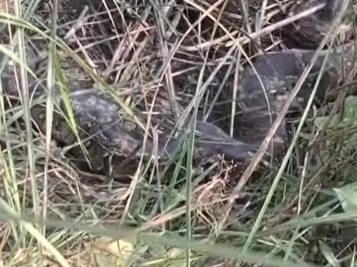 खेत के किनारे बैठ कर धूप सेंक रहा