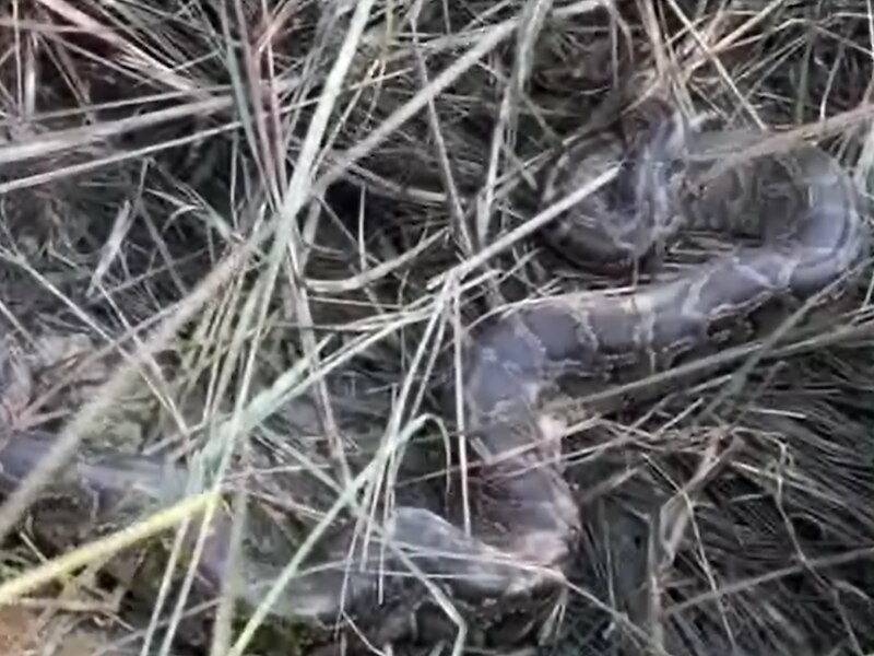  रिहायशी इलाके में एक बड़ा अजगर