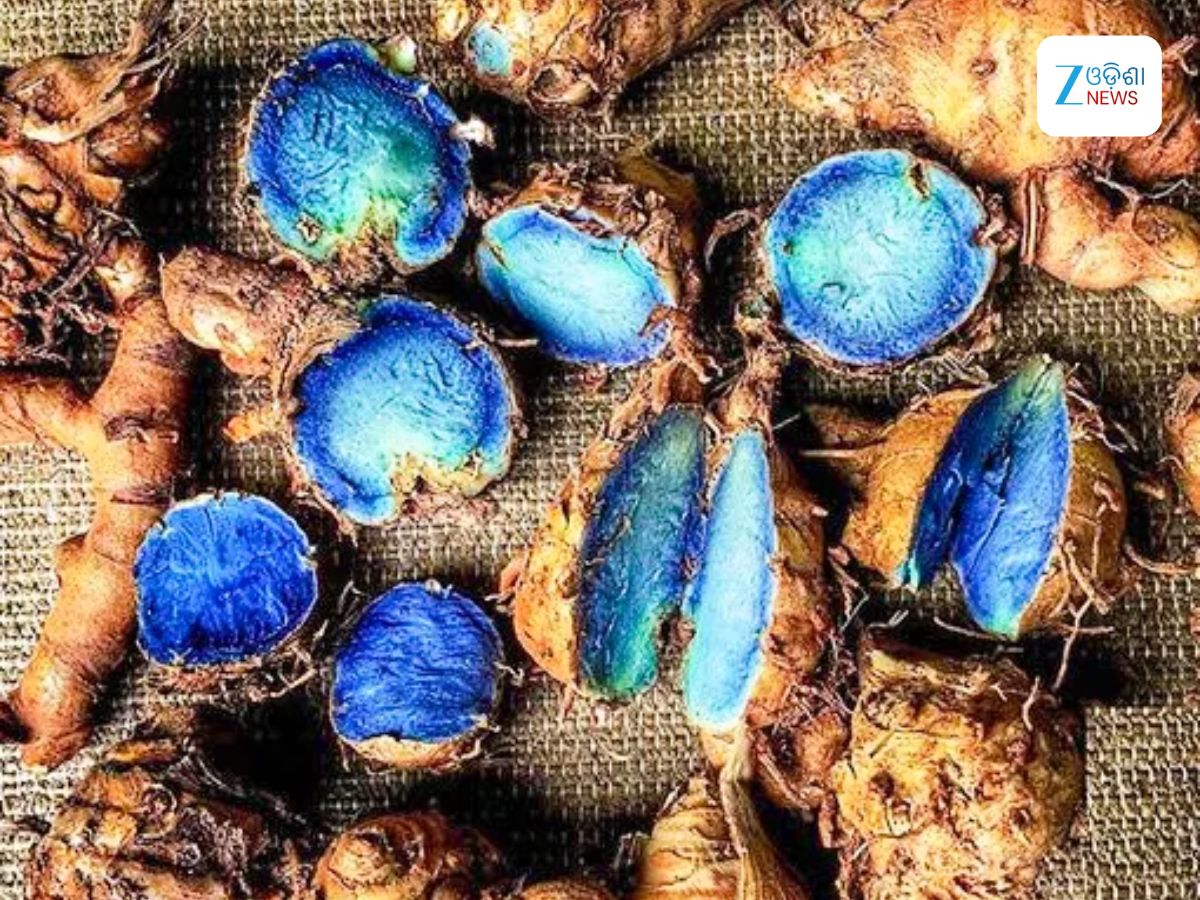 Black Turmeric Farming: କୋରାପୁଟରେ କଳା ହଳଦୀ ଚାଷ ଆରମ୍ଭ Black Turmeric Farming: କୋରାପୁଟରେ କଳା ହଳଦୀ ଚାଷ ଆରମ୍ଭ