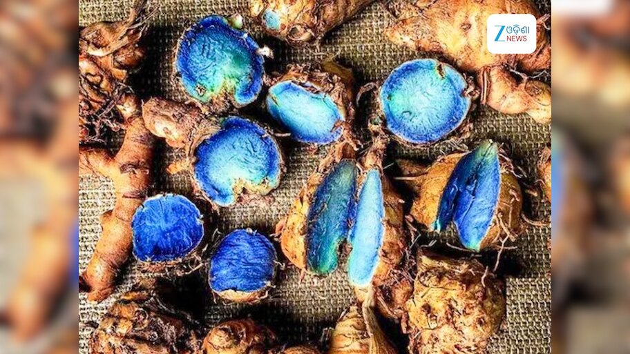  Black Turmeric Farming: କୋରାପୁଟରେ କଳା ହଳଦୀ ଚାଷ ଆରମ୍ଭ