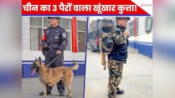 कैसे तीन पैरों वाला लंगड़ा कुत्ता बना क्रिमिनल्स का शिकारी? चीन पुलिस में हुई एंट्री