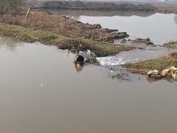 Lalitpur News:  ललितपुर के खेतों में सुनामी! नहर फटने से अन्नदाता की फसल जलमग्न, सिंचाई विभाग की भूल या किसान की लापरवाही