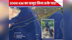 150 ग्राम की नन्ही चिड़िया ने कैसे पार किया 3000 KM का महासागर? 'मणिपुर से सूडान' तक