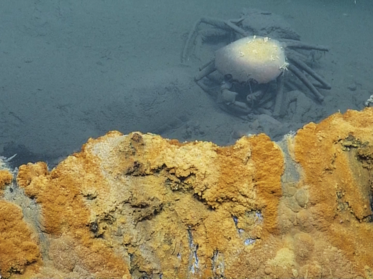 Deep Red Pool what is brine pools in deep waters like red sea and orca basin where ...