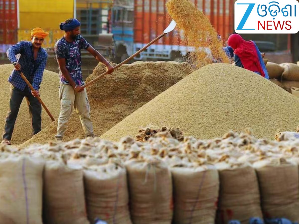 Odisha News: ଆଜିଠୁ ଖରିଫ୍ ଧାନକିଣା Odisha News: ଆଜିଠୁ ଖରିଫ୍ ଧାନକିଣା