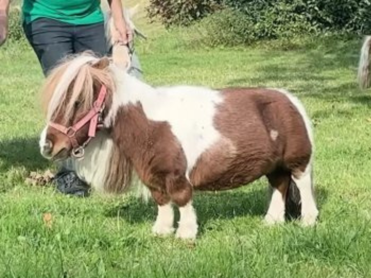 Pumuckel shortest horse in the world with height of 21 inches | जानवर है या खिलौना... दुनिया का सबसे छोटा घोड़ा, केवल 21 इंच है लंबाई; वर्ल्ड रिकॉर्ड में दर्ज हुआ नाम