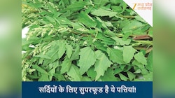 सुपरफूड से कम नहीं है ये साग, सर्दियों में खाने से हड्डियों में बंद हो जाएगी आवाज