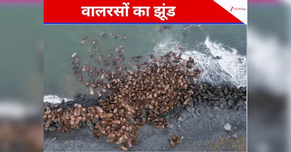 आर्कटिक में चौंकाने वाली खोज, वैज्ञानिकों ने खोजा वालरसों का गुप्त ठिकाना; पहली बार दिखा हॉल-आउट