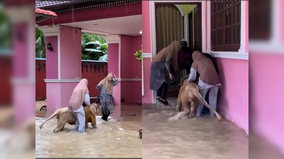 Thailand में बाढ़ का कहर…पर इंसानियत की जीत! हिजाबी सिस्टर्स ने शेर को मौत के मुंह से बचाया
