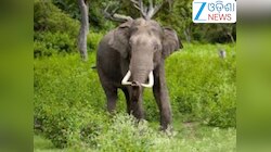 Odisha News: ହାତୀ ଆକ୍ରମଣରେ ଜଣେ ଯୁବକଙ୍କ ମୃତ୍ୟୁ