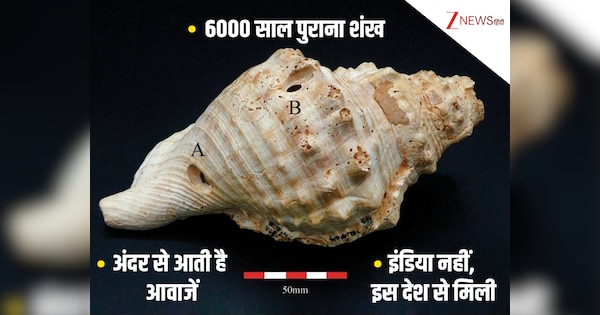 6,000 साल पुराने शंख में छिपा मिला ऐसा खजाना, अंदर से आती है आवाज! सुनकर सहमे साइंटिस्ट