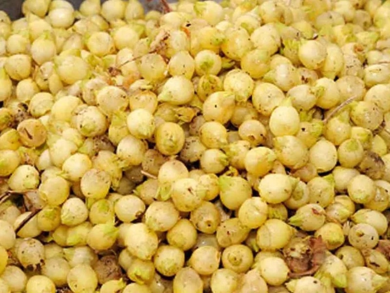 which state is largest produce of mahua in india benefits of mahua ...
