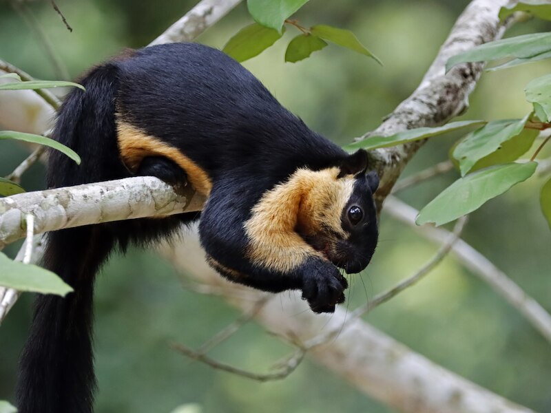 Black tiger to eastern hoolock gibbon rare black animals species in ...