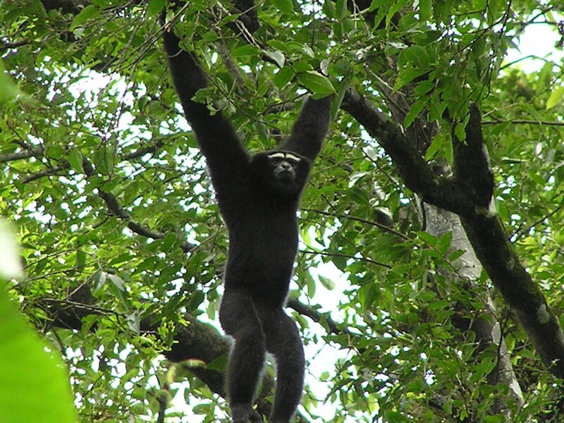 Black tiger to eastern hoolock gibbon rare black animals species in ...