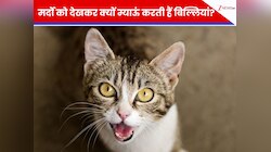 बिल्ली लड़कों को देखकर ज्यादा करती हैं म्याऊं-म्याऊं, इसके पीछे है एक शॉकिंग वजह?