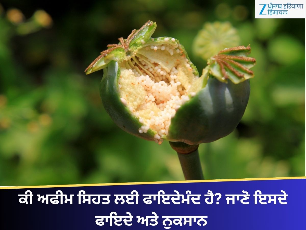 Affeem is opium good for health afeem benefits risks side effects | Afeem: ਕੀ ...