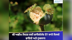 Afeem: ਕੀ ਅਫੀਮ ਸਿਹਤ ਲਈ ਫਾਇਦੇਮੰਦ ਹੈ? ਜਾਣੋ ਇਸਦੇ ਫਾਇਦੇ ਅਤੇ ਨੁਕਸਾਨ