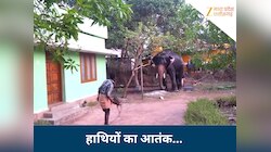गांव में हाथी मचाने लगे उत्पात तो क्या करें-क्या नहीं? जानें भगाने का कमाल का तरीका
