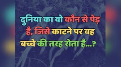 Trending Quiz : दुनिया का वो कौन सा पेड़ है, जिसे काटने पर वह बच्चे की तरह रोता है?