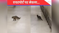 VIDEO: कराची एयरपोर्ट पर आया नेवला, पकड़ने के लिए दौड़े अफसरों के छूटे पसीने
