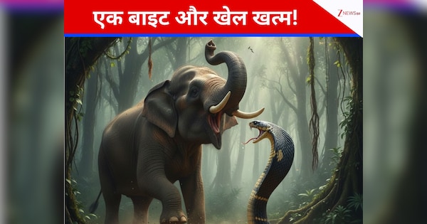 दुनियां का इकलौता सांप जो रखता है हाथी को भी ढेर करने की ताकत, सिंगल बाइट में मौत की गारंटी!