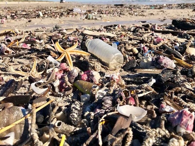 पैड्रे आइलैंड नेशनल सीशोर, टेक्सास (अमेरिका) 