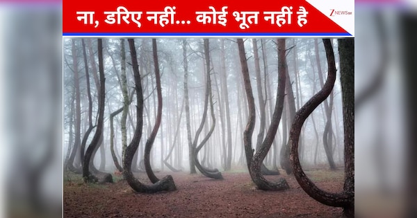 हे भगवान! जंगल के सारे पेड़ 'लगड़े' क्यों हो गए?