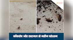 इंदौर के 'चूहा कांड' के बाद रायसेन में खटमल-कॉकरोच की फौज, अस्पताल में दिखे कीड़े