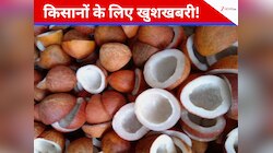 किसानों को बल्ले-बल्ले, कैबिनेट का बड़ा फैसला, 2026 सीजन के लिए कोपरा की MSP बढ़ी