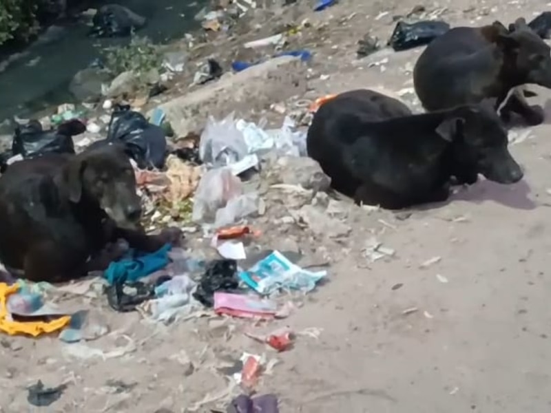 कुत्ते ने 50 राहगीरों को काटा