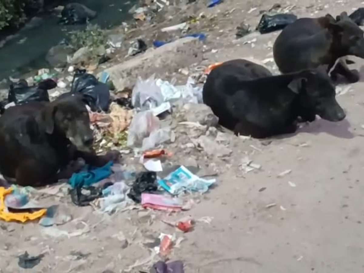 कुत्ते ने 50 राहगीरों को काटा