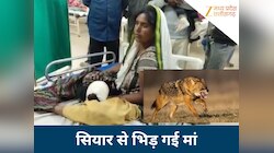 फिल्मी नहीं, पन्ना की यह मां है असली शेरनी! बेटी के लिए भिड़ी सियार से, ऐसे खदेड़ा