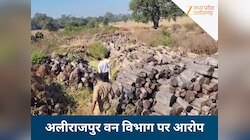 गुजरात हाईकोर्ट के आदेश की अवमानना! 7 करोड़ की खैर लकड़ी लेने पहुंचे अधिकारी...