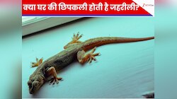 घर की छिपकलियां जहरीली होती है या नहीं, काट ले तो क्या करें? जानें क्या है साइंस