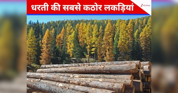 दुनिया के 4 सबसे कठोर पेड़, जिनसे मिलती है सबसे मजबूत और टिकाऊ लकड़ी...