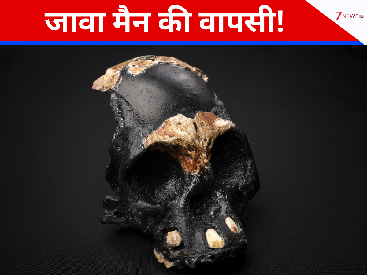 Netherlands returns java man homo erectus fossils to indonesia after ...