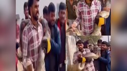 क्या अजगर बनेगा रे तू... एनाकोंडा जैसा सांप बना युवाओं का खिलौना, नजारा देख सब हैरान
