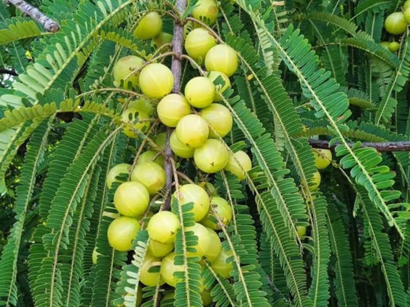 acharya balkrishna healthy tips of Indian amla or gooseberry for eyes ...