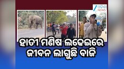 ହାତୀ ଆକ୍ରମଣରେ ଜଣଙ୍କର ମୃତ୍ୟୁ ପରେ ୧୦ଟି ସ୍କୁଲ୍ ଛୁଟି !