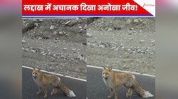 WATCH: लद्दाख की सड़क पर दौड़ते-दौड़ते आया ये जानवर! टूरिस्ट ने किया ऐसा काम