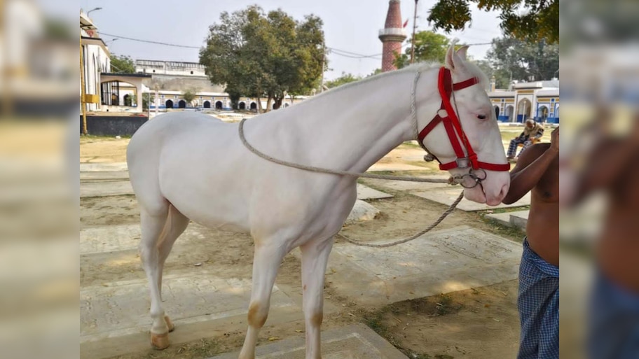 चोरी हुआ मुहर्रम में इस्तेमाल होने वाला ज़ुल्जना घोड़ा, ढूंढने वाले को 50 हजार का ईनाम