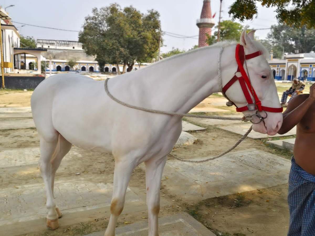 चोरी हुआ मुहर्रम में इस्तेमाल होने वाला ज़ुल्जना घोड़ा, ढूंढने वाले को 50 हजार का ईनाम चोरी हुआ मुहर्रम में इस्तेमाल होने वाला ज़ुल्जना घोड़ा, ढूंढने वाले को 50 हजार का ईनाम