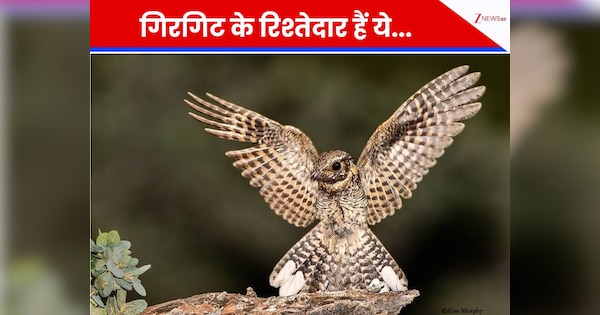 4 indian bird that comouflage in nature like chamaeleon girgit rang ...
