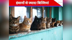 इंसान नहीं, बिल्लियों का राज! वो रहस्यमयी गांव जहां 30 साल बाद गूंजी किलकारी 
