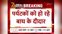 Video: पीलीभीत टाइगर रिजर्व में रोमांच की बहार! सड़क पर टहलते बाघों के दीदार से खिल उठे सैलानियों के चेहरे 