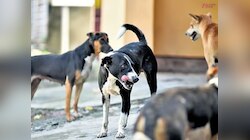 टीचरों से कुत्तों की गिनती... शिक्षा निदेशालय ने बताया फेक, कानूनी कार्रवाई तय