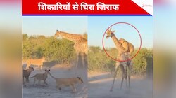 शेर ने जिराफ पर पीछे से किया हमला, देखें जंगल के इस खतरनाक मुकाबले का वायरल VIDEO