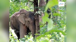 Elephant Attack: ଝାଡ଼ଖଣ୍ଡୀ ହାତୀର ତାଣ୍ଡବ, ରାତିକ ଭିତରେ ୬ ଜଣଙ୍କୁ ଦଳି ମାରିଲା