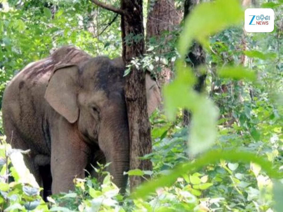 Elephant Attack: ଝାଡ଼ଖଣ୍ଡୀ ହାତୀର ତାଣ୍ଡବ, ରାତିକ ଭିତରେ ୬ ଜଣଙ୍କୁ ଦଳି ମାରିଲା Elephant Attack: ଝାଡ଼ଖଣ୍ଡୀ ହାତୀର ତାଣ୍ଡବ, ରାତିକ ଭିତରେ ୬ ଜଣଙ୍କୁ ଦଳି ମାରିଲା