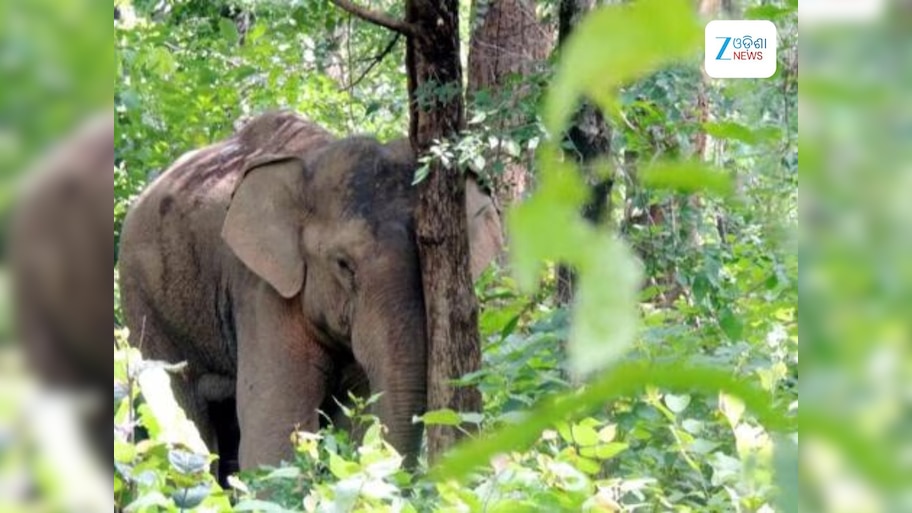 Elephant Attack: ଝାଡ଼ଖଣ୍ଡୀ ହାତୀର ତାଣ୍ଡବ, ରାତିକ ଭିତରେ ୬ ଜଣଙ୍କୁ ଦଳି ମାରିଲା